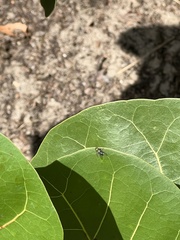 Condylostylus pruinosus