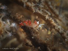 Flabellina dushia