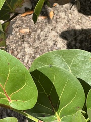 Condylostylus pruinosus