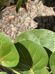 Condylostylus pruinosus