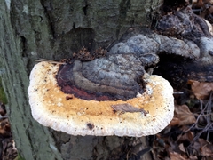 Fomitopsis pinicola