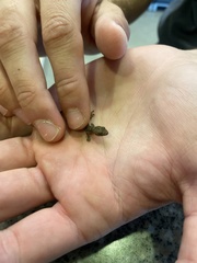 Hemidactylus garnotii