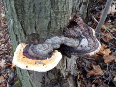 Fomitopsis pinicola