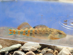 Etheostoma tecumsehi