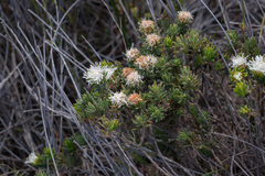 Agathosma hookeri