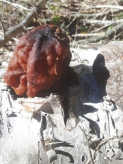 Gyromitra