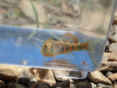 Etheostoma tecumsehi