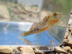 Etheostoma tecumsehi