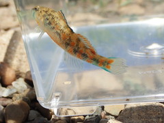 Etheostoma tecumsehi