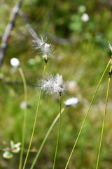 Eriophorum brachyantherum