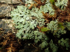 Phaeophyscia endophoenicea