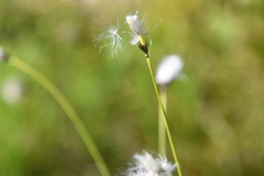 Eriophorum brachyantherum
