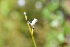Eriophorum brachyantherum