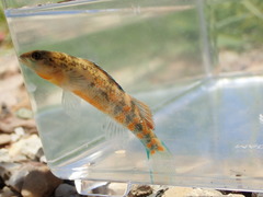 Etheostoma tecumsehi