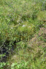 Eriophorum brachyantherum