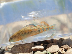 Etheostoma tecumsehi