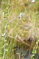 Eriophorum brachyantherum