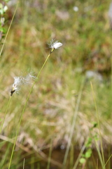 Eriophorum brachyantherum