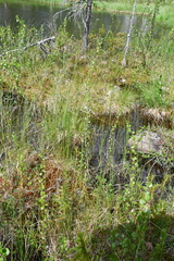Eriophorum brachyantherum