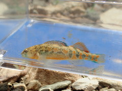 Etheostoma tecumsehi