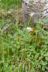 Eriophorum brachyantherum