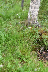 Eriophorum brachyantherum