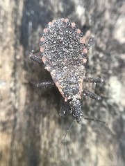 Triatoma sanguisuga