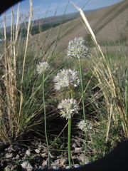 Allium delicatulum