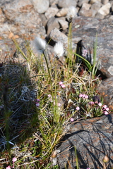 Eriophorum callitrix