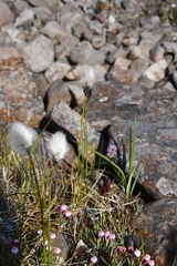 Eriophorum callitrix