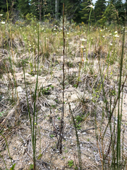 Triglochin palustris