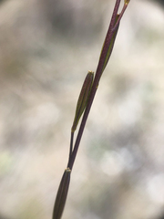 Triglochin palustris