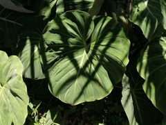 Philodendron gloriosum