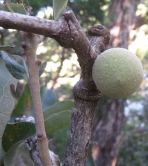 Disholcaspis pruniformis