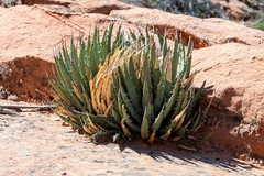 Agave utahensis