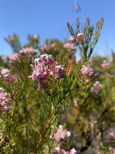 Serruria decipiens R.Br.
