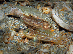 Coryphopterus dicrus