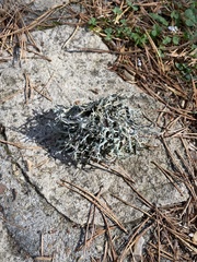 Pseudevernia furfuracea