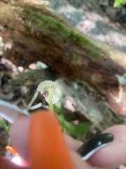 Mycena cystidiosa