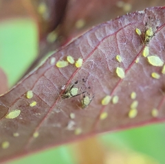 Sarucallis kahawaluokalani