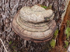 Laricifomes
