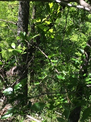 Zanthoxylum hirsutum