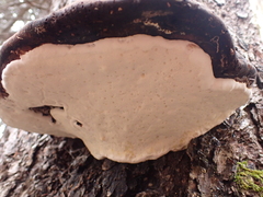 Laricifomes