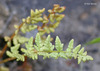 Oregon Woodsia - Photo (c) 2009 Keir Morse, some rights reserved (CC BY-NC-SA)