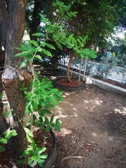 Rauvolfia tetraphylla