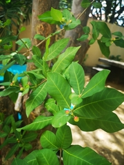 Rauvolfia tetraphylla