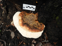 Fomitopsis schrenkii
