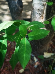 Rauvolfia tetraphylla