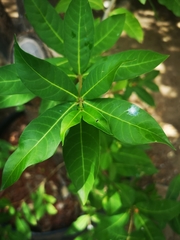 Rauvolfia tetraphylla