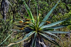 Velloziaceae